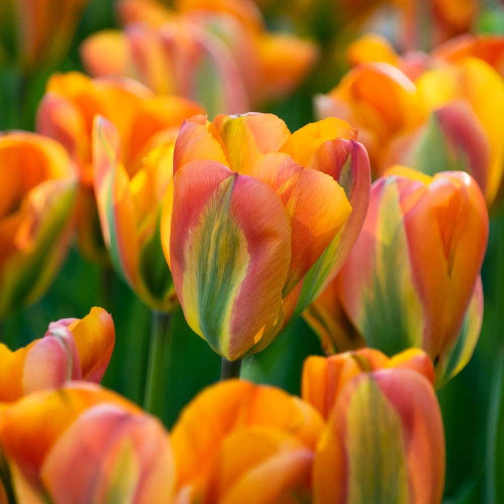 Tulipan 'Orange Marmelade'